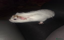 Guinea Pig rodents for sale: Baby female guinea pig - Image 11