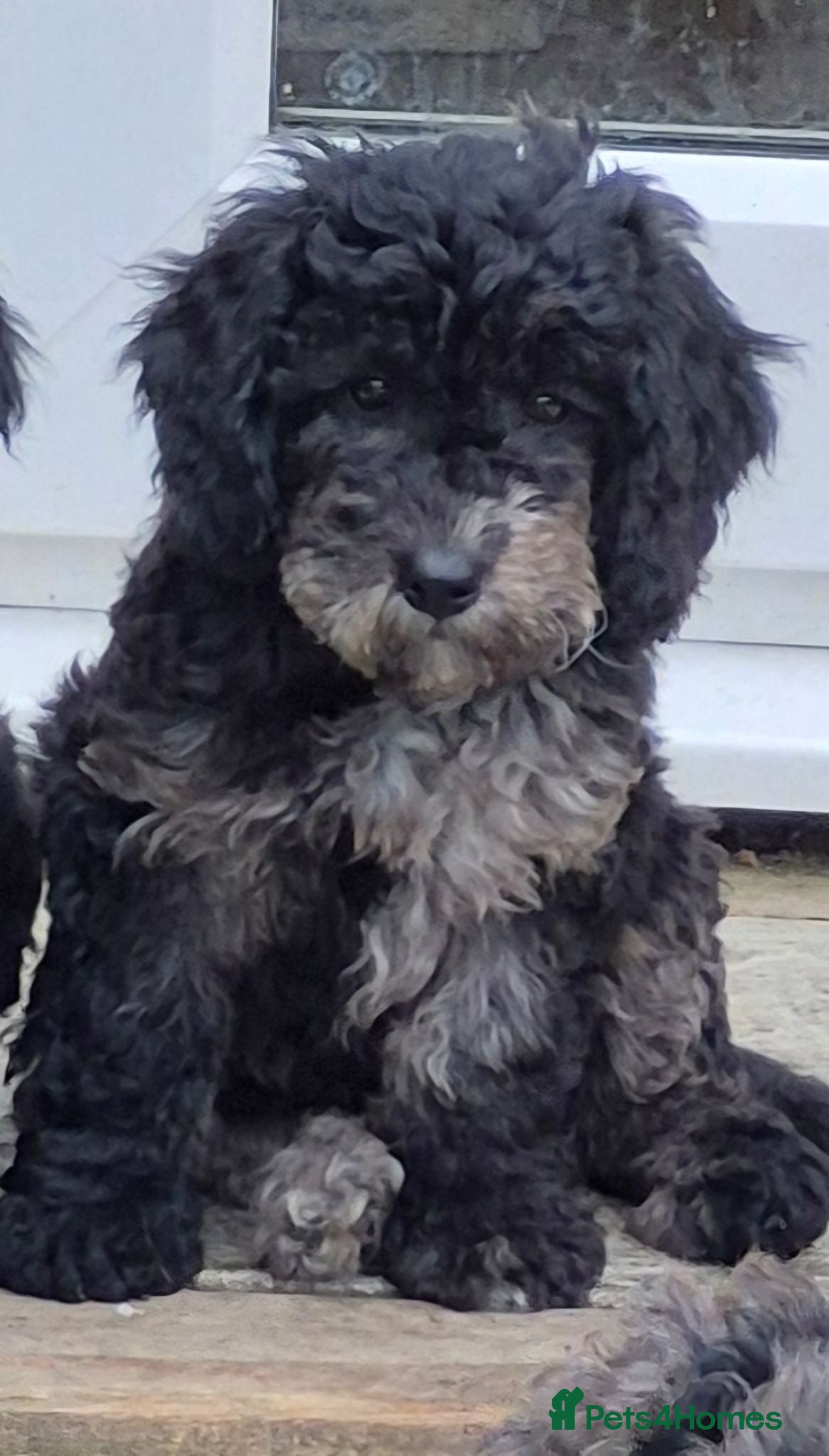Cockapoo dogs Cockapoo F1b Puppies  - Advert 2