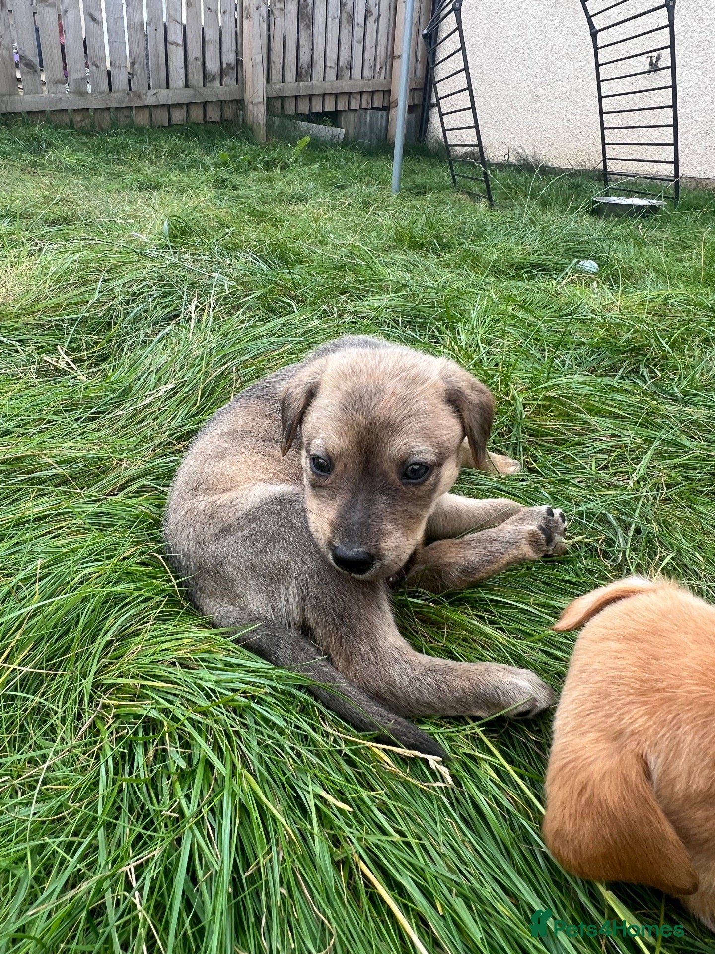 Mixed Breed dogs Lurcher cross Labrador puppies - Advert 8