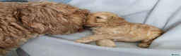 Cockapoo dogs for sale: Beautiful Cockapoo Puppies - Advert 13