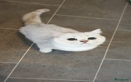 British Shorthair cats for sale: Lapcat GCCF Silver British Shorthair Kitten. in Lancaster - Image 10