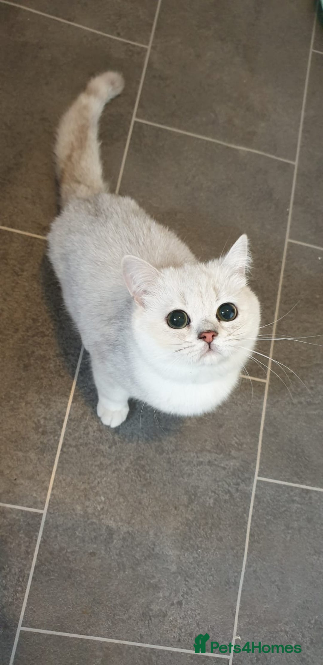 British Shorthair cats for sale: Lapcat GCCF Silver British Shorthair Kitten. in Lancaster - Image 10