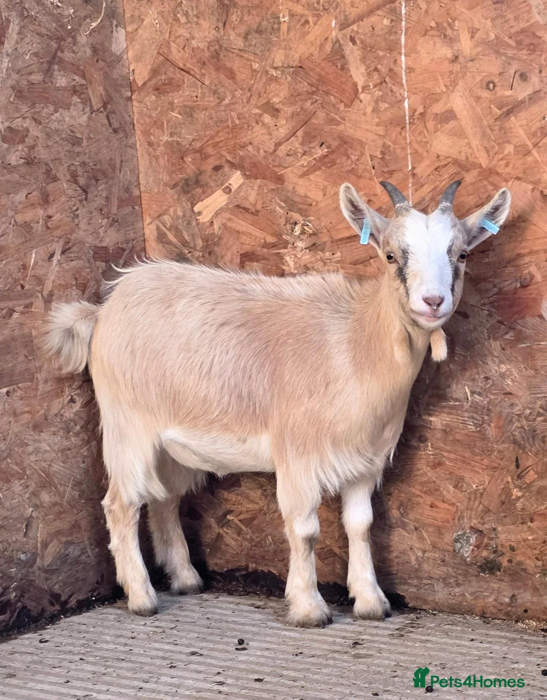 Goats livestock for sale: Pygmy goat club registered nannys  - Advert 6
