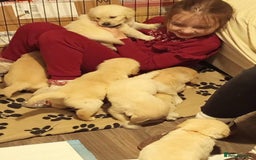 Golden Retriever dogs for sale: Golden Retriever Puppies - Mum & Dad family pets - Image 13