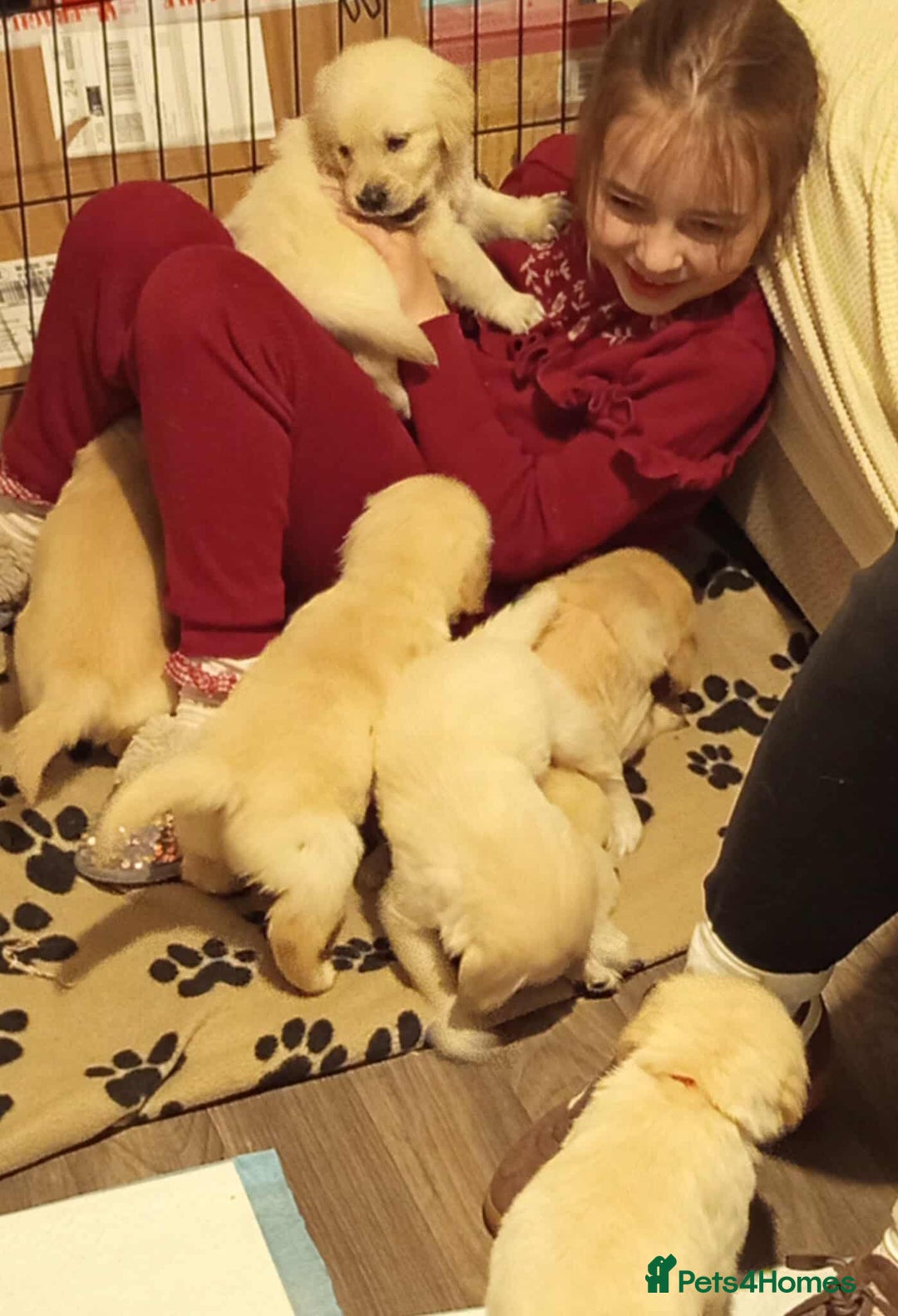 Golden Retriever dogs for sale: Golden Retriever Puppies - Mum & Dad family pets - Image 13