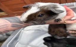 Guinea Pig rodents for sale: 6/7 week old male guinea pigs - Image 5