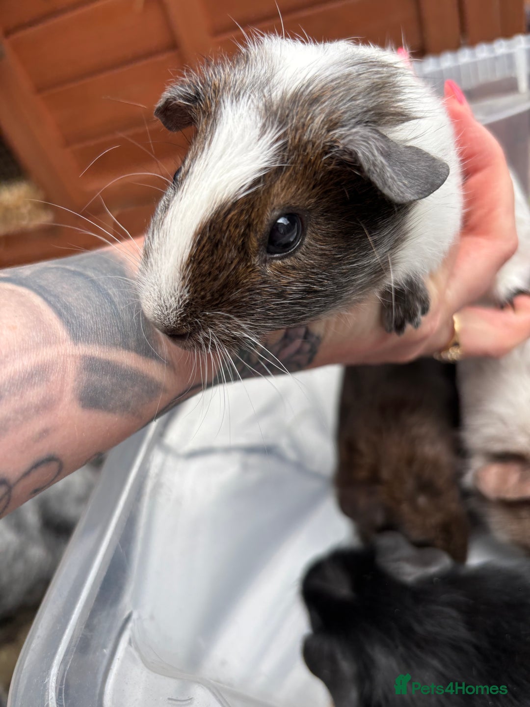 Guinea Pig rodents for sale: 6/7 week old male guinea pigs - Image 5
