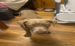 Cane Corso dogs for sale: Cane corso female  - Image 6