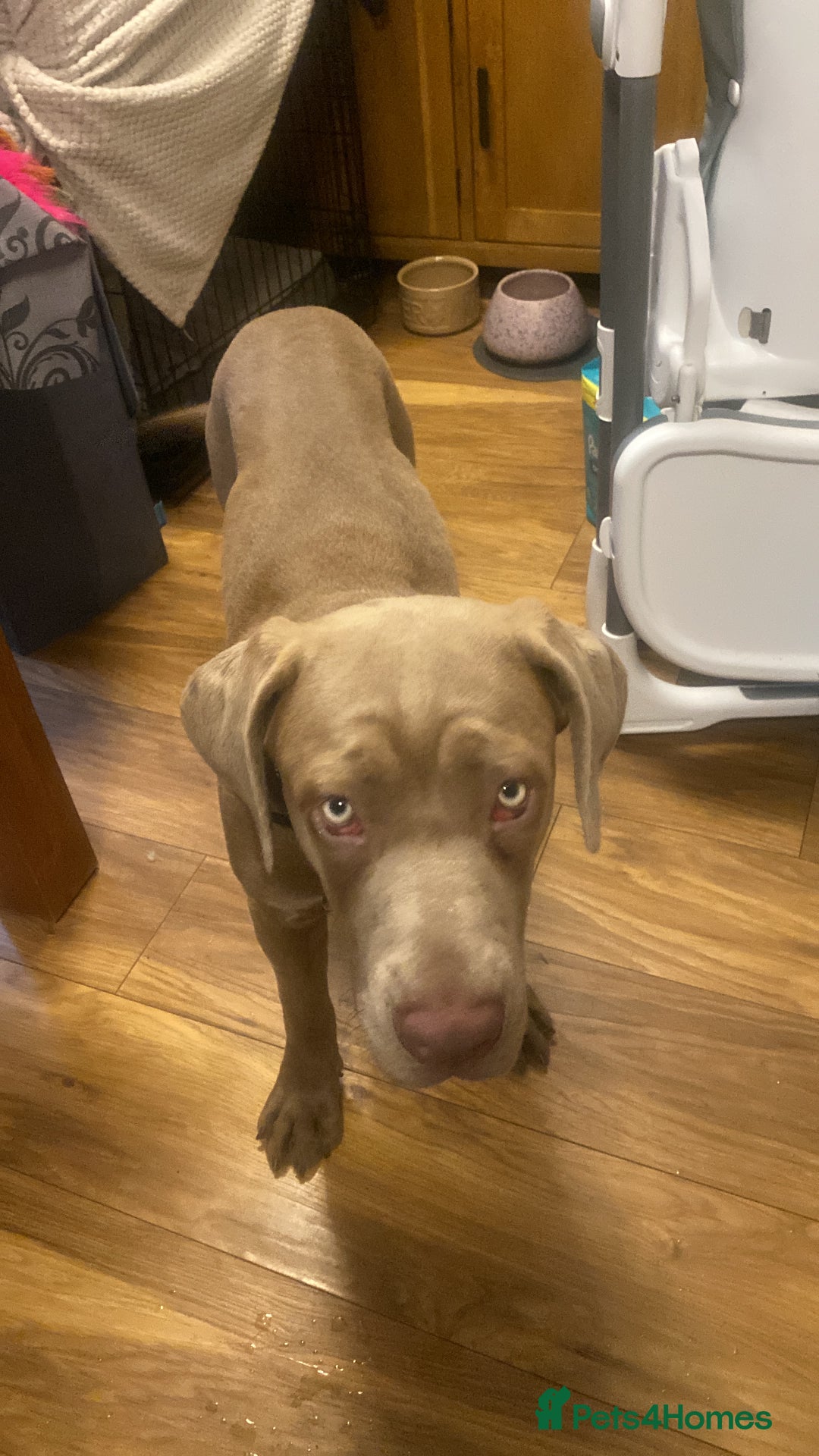 Cane Corso dogs for sale: Cane corso female  - Image 6