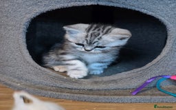 British Shorthair cats for sale: Beautiful bsh kittens  - Image 26