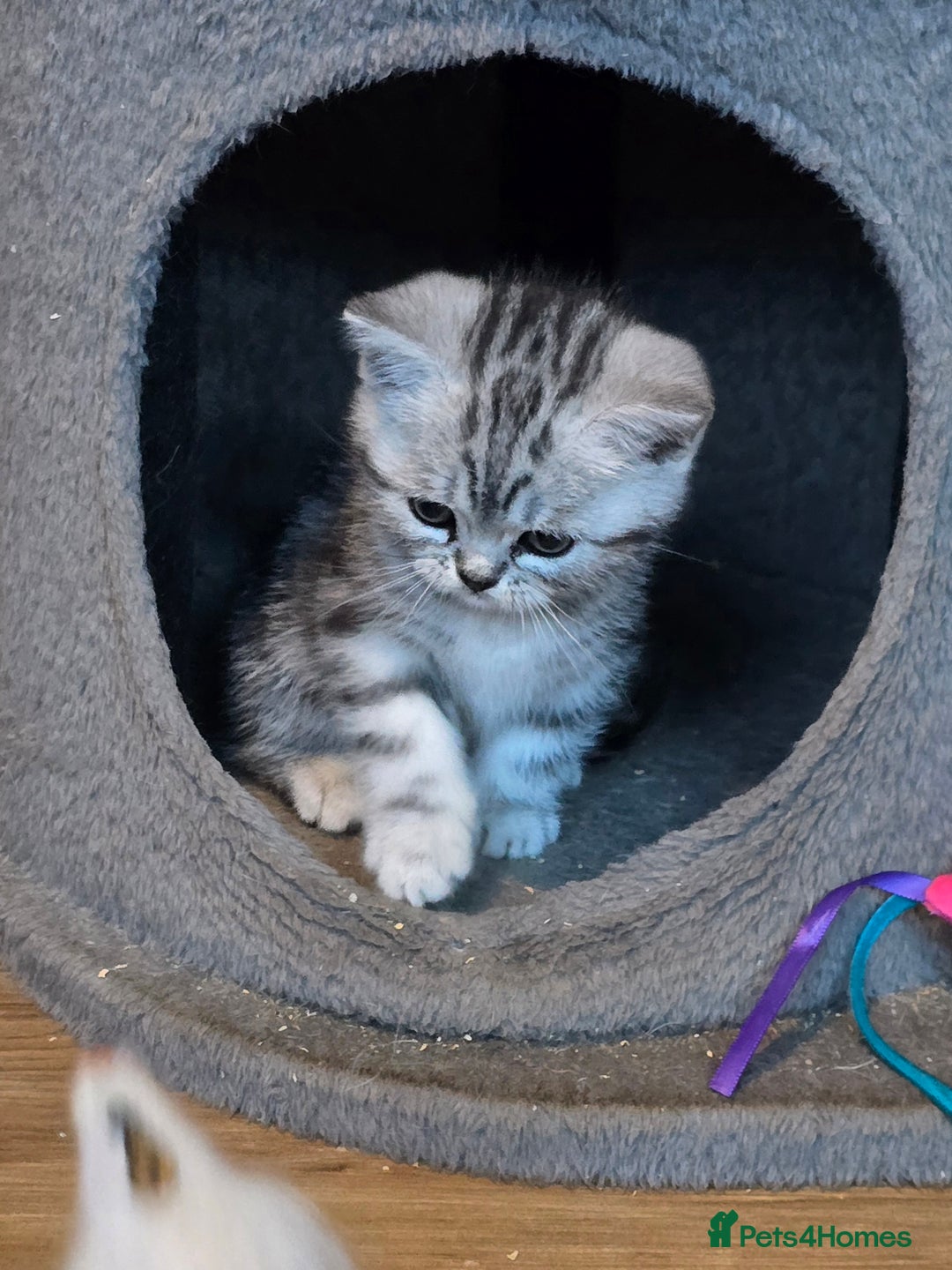 British Shorthair cats for sale: Beautiful bsh kittens  - Image 26