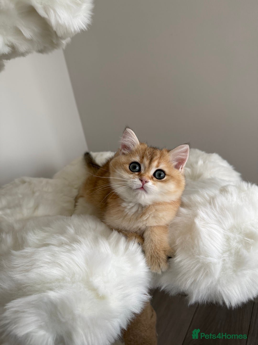 British Shorthair cats for sale: British Shorthair Golden Lilac kittens  - Image 12