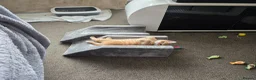 Mixed Breed cats for sale: 2 kittens for sale - Advert 8