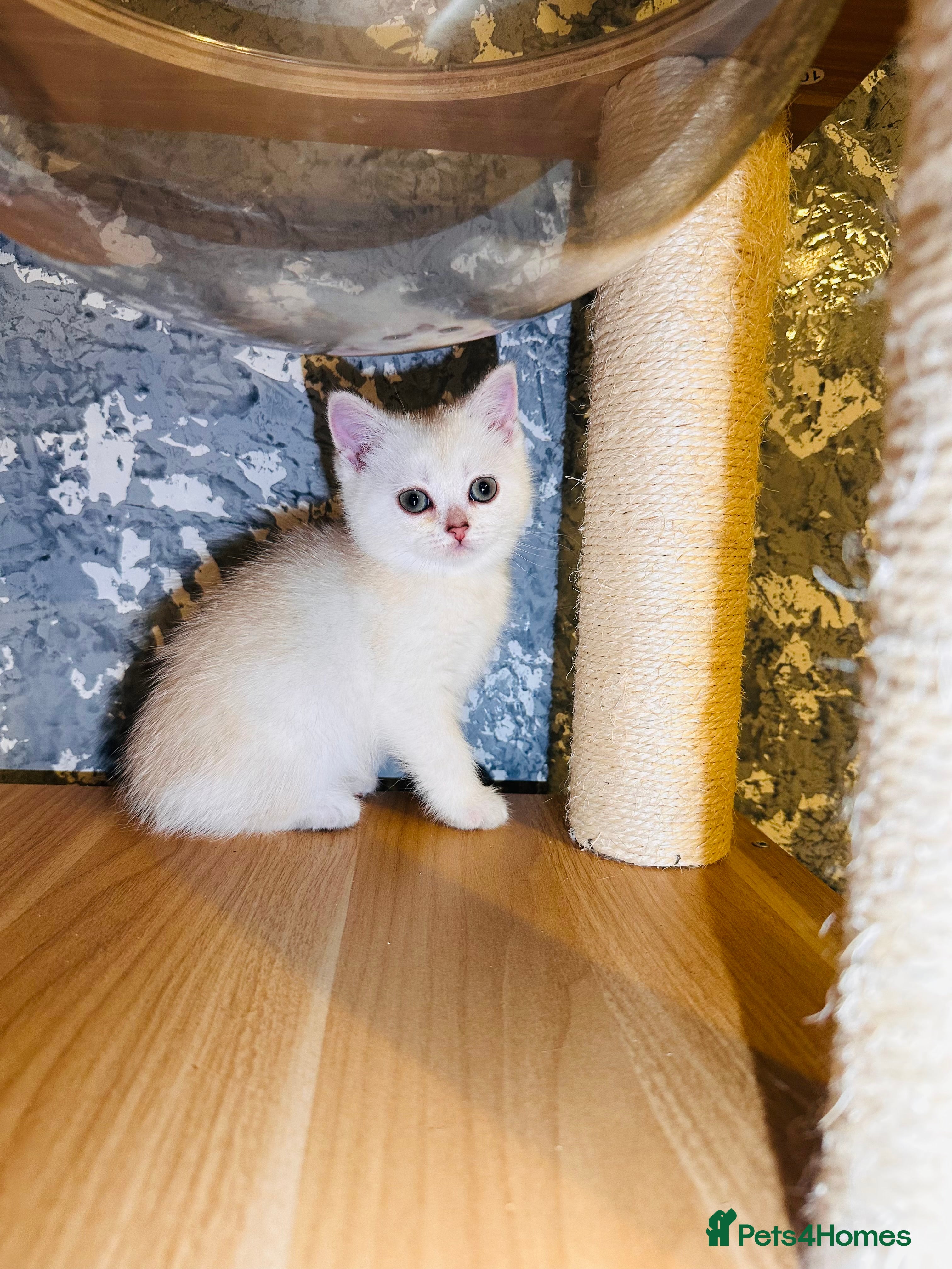 Scottish Fold cats Adorable Scottish Fold/Straight kittens  - Advert 11