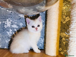 Scottish Fold cats Adorable Scottish Fold/Straight kittens - Advert 11