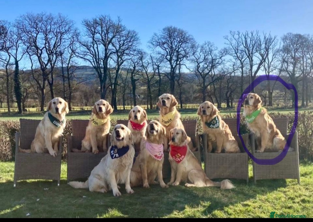 Golden Retriever dogs for stud: Proven and health tested Golden Retriever Stud - Image 5