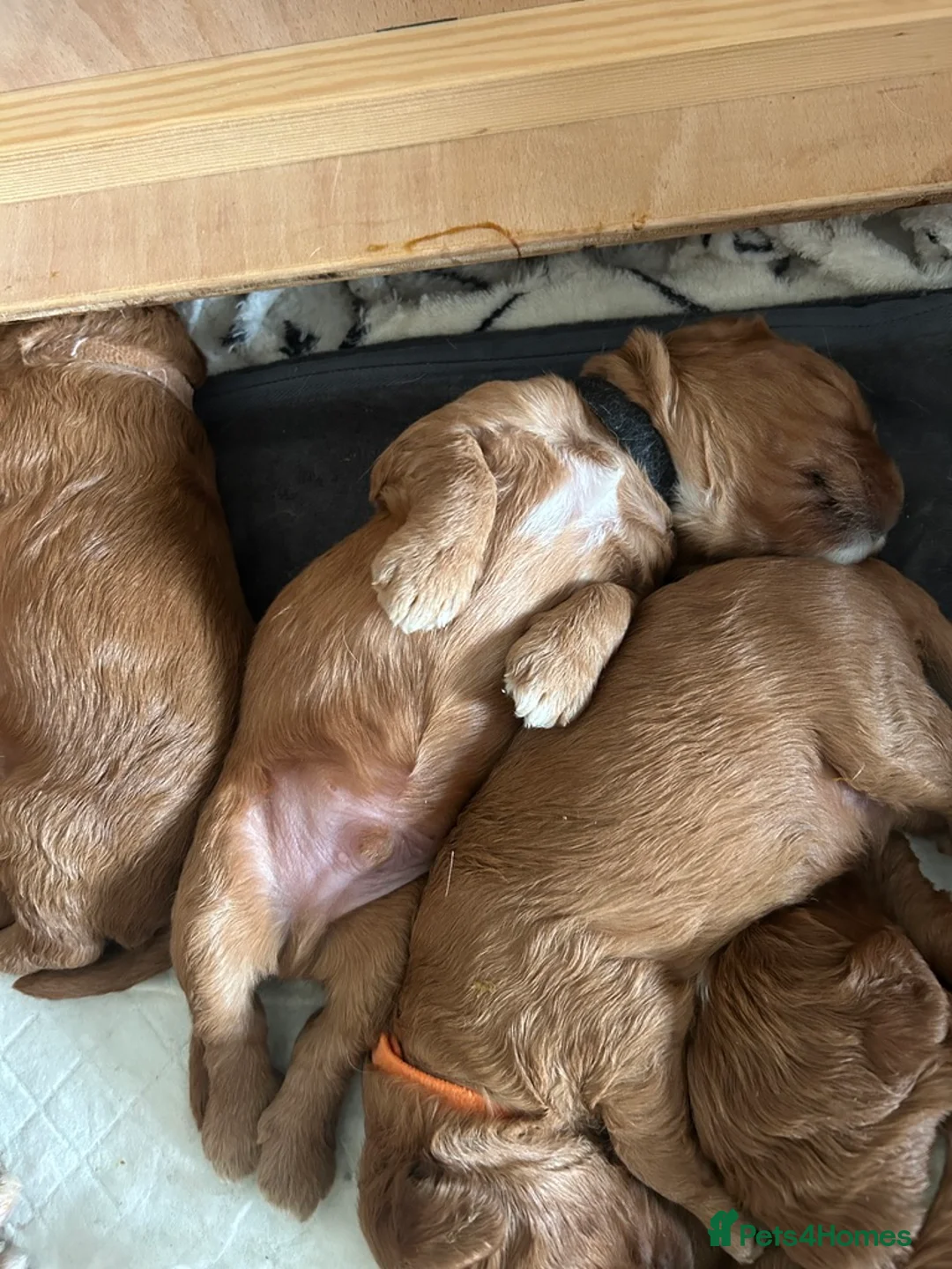 Cavapoo dogs for sale: Red Cavapoos in Barnstaple - Advert 2