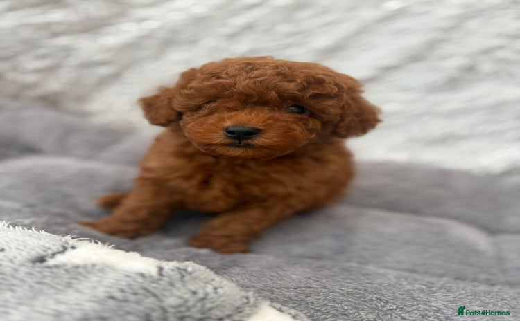Toy Poodle dogs Stunning small kc registered red toy poodles  - Advert 9