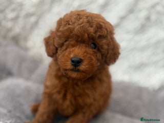 Toy Poodle dogs Stunning small kc registered red toy poodles - Advert 3