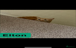 Domestic Shorthair cats for sale: 2 Male cats for sale  - Image 6