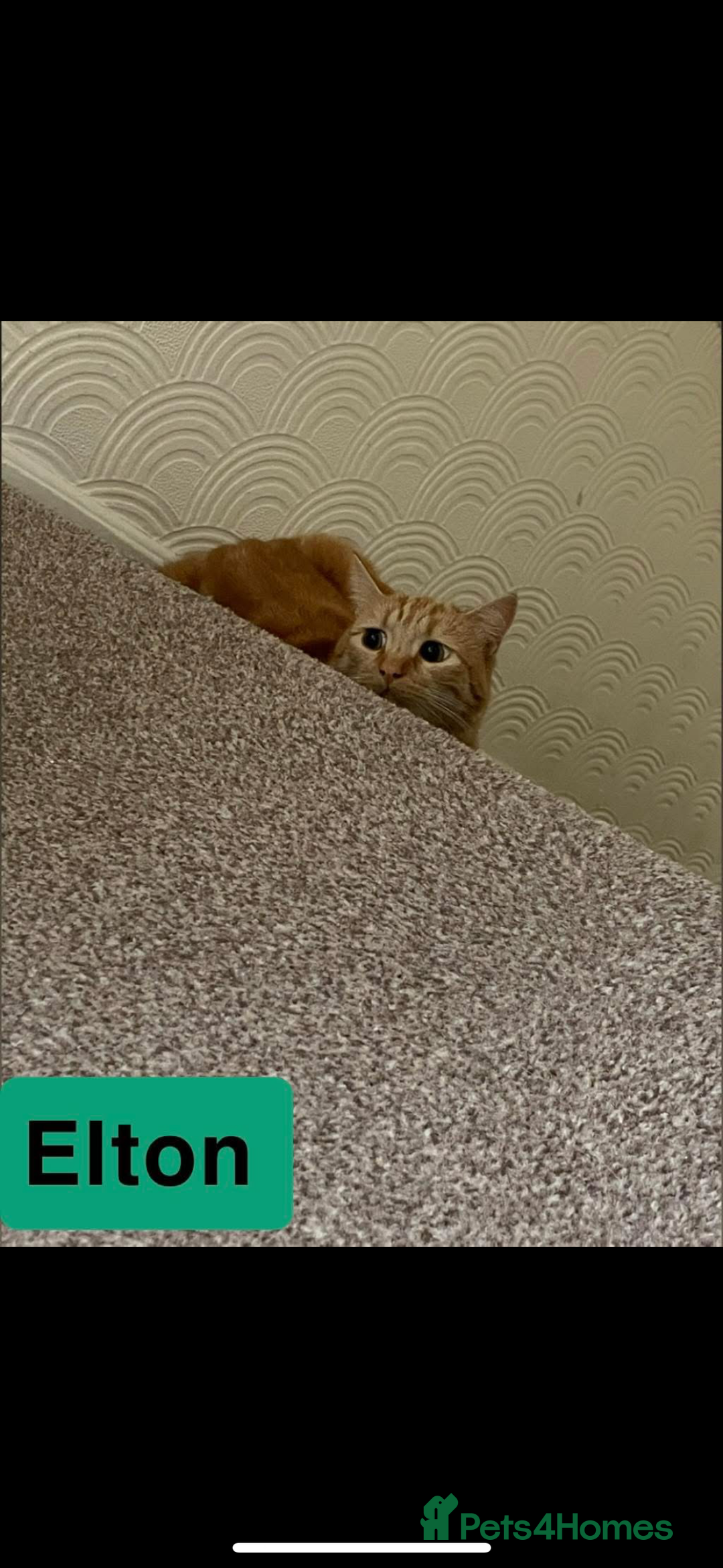 Domestic Shorthair cats for sale: 2 Male cats for sale  - Image 6