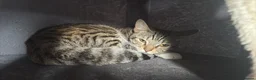 Bengal cats for sale: Luna  - Advert 9