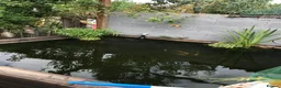 Koi Carp fish for sale: Koi Carp & Chargoi Fingerlings Approx 1"- 1.5" £3 in Newcastle - Advert 4