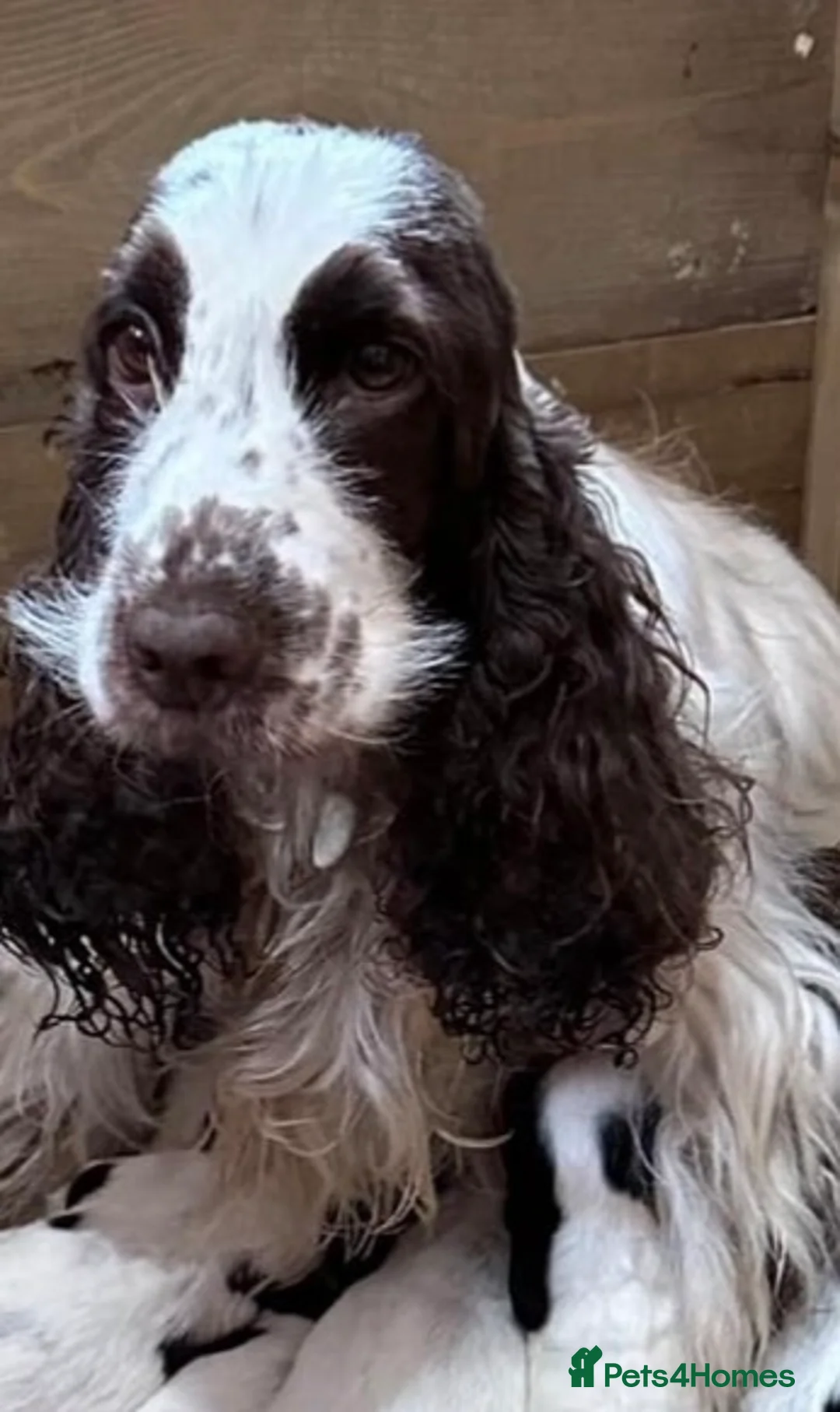 Cocker Spaniel dogs for sale: Blue roan cocker bitch puppy  - Advert 7
