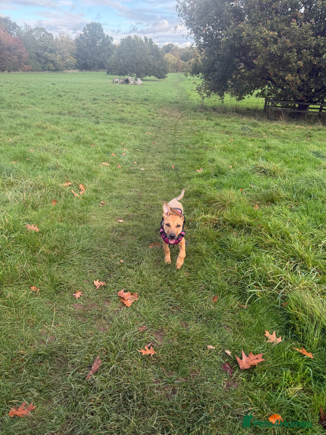 Mixed Breed dogs for sale: Ruby the German Shepherd X staffy pup - Advert 7