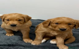 Golden Retriever dogs for sale: Dark Red Golden Retriever Pups Ready 1st November - Image 22