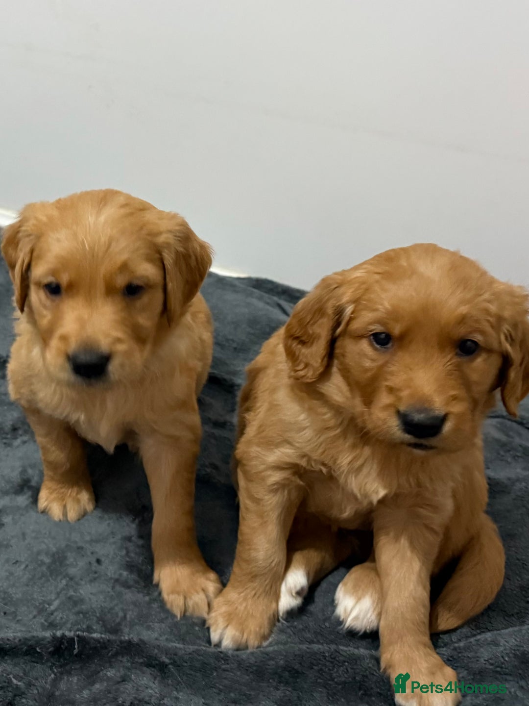Golden Retriever dogs for sale: Dark Red Golden Retriever Pups Ready 1st November - Image 22