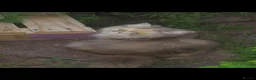 Persian cats for sale: Gorgeous persian kitten  - Advert 9