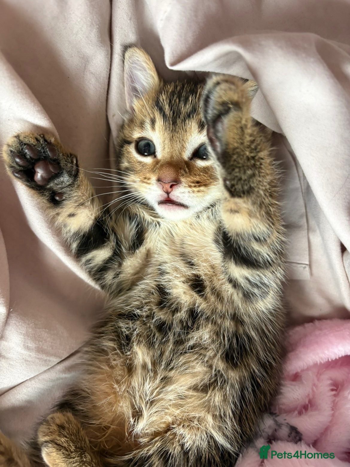 British Shorthair cats Male mixed breed kitten - Advert 7