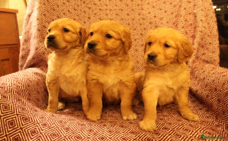 Golden Retriever dogs - Advert 1
