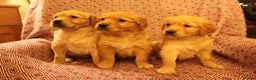 Golden Retriever dogs for sale: KC reg health tested dark golden retriever puppies - Advert 1