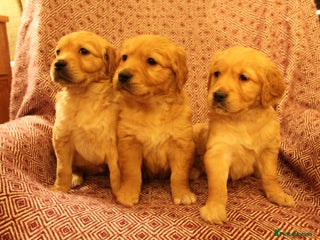 Golden Retriever dogs - Advert 5
