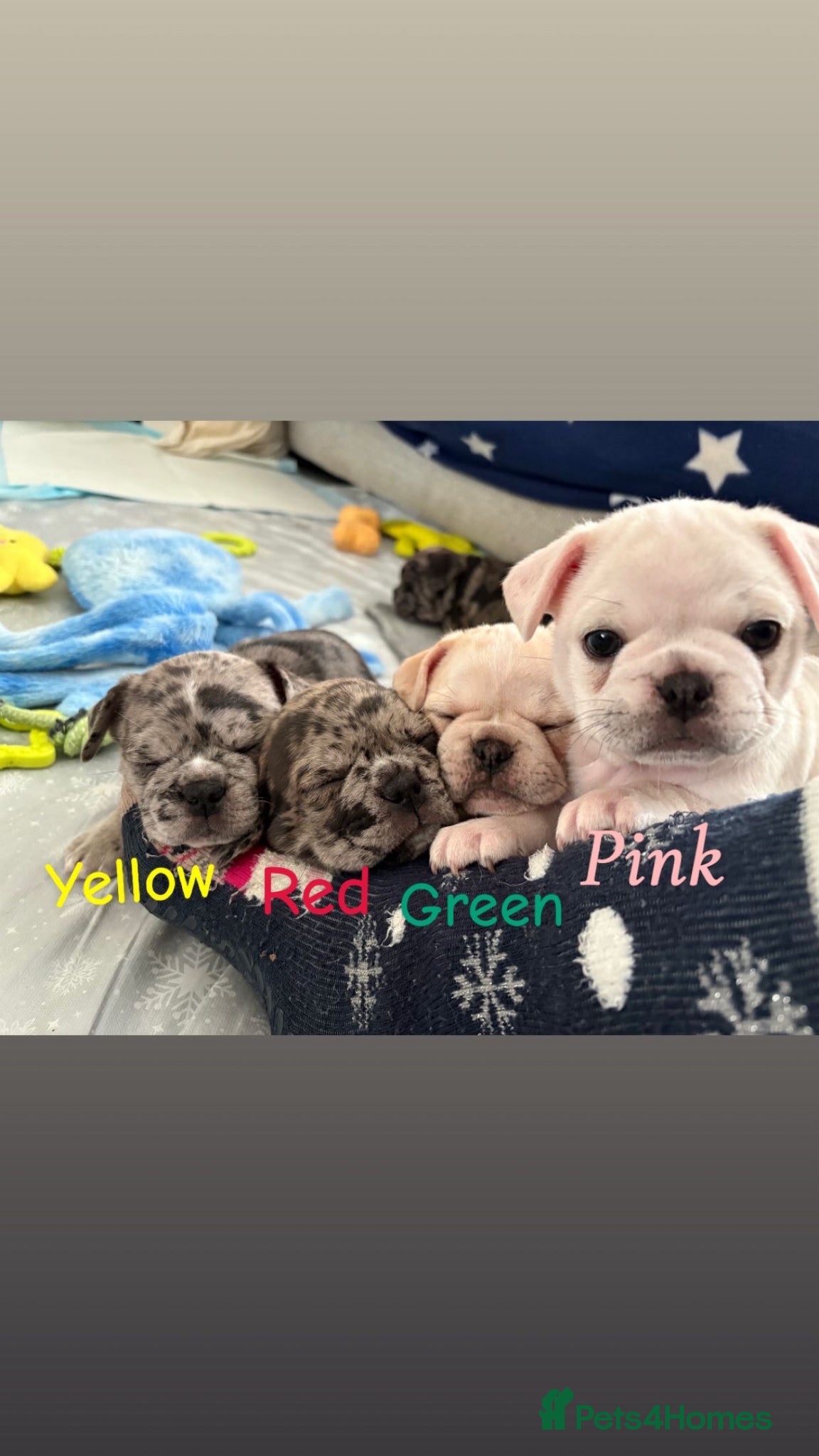 Frug dogs 🐶 Pug/French bulldog puppies 🐶 Rare markings - Advert 13