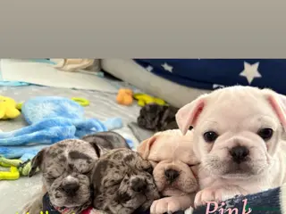 Frug dogs 🐶 Pug/French bulldog puppies 🐶 Rare markings - Advert 13