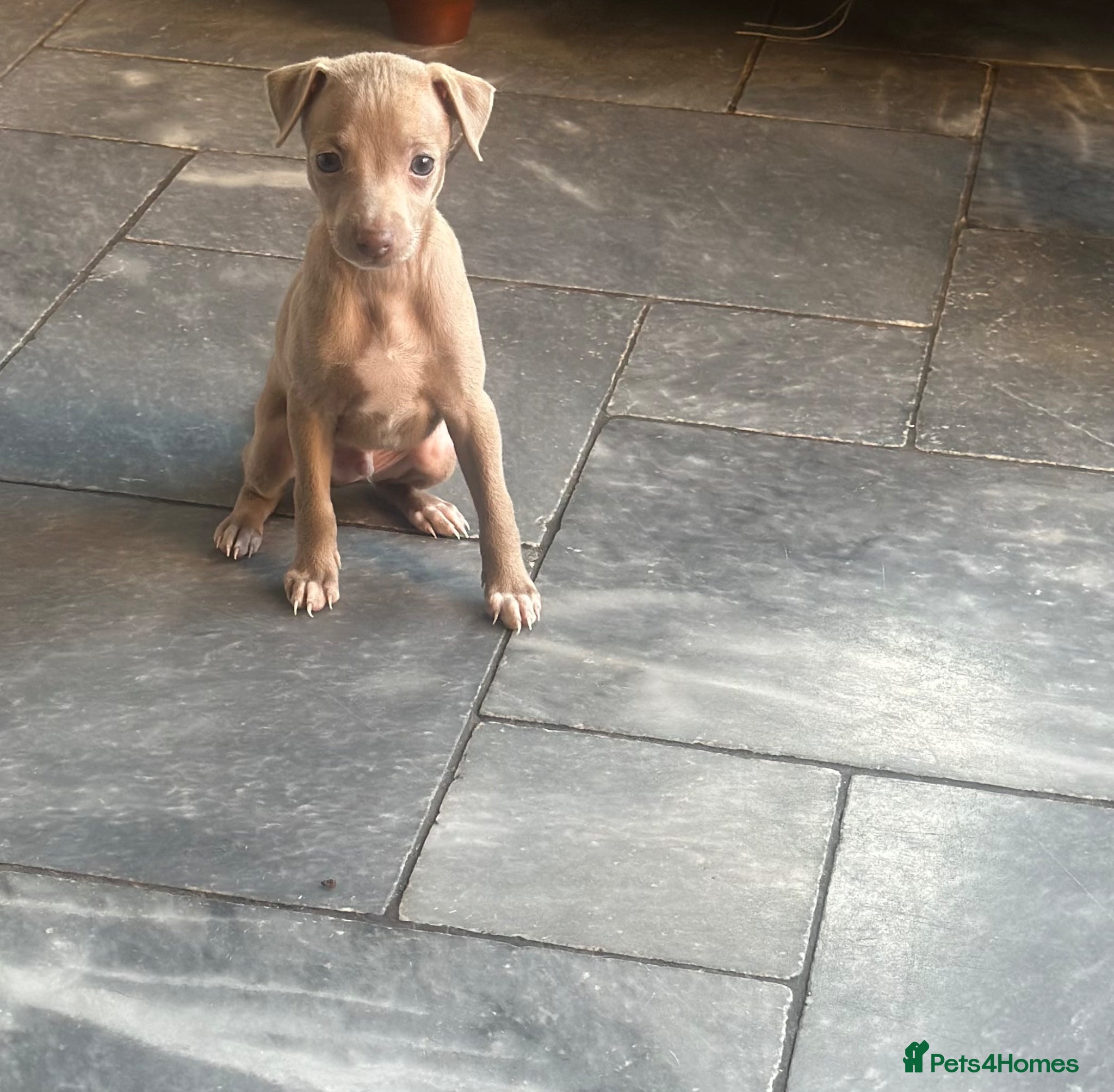 Italian Greyhound dogs KC reg boys available  - Advert 5