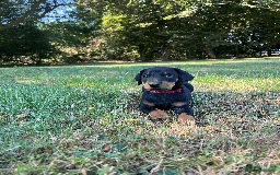 Dobermann dogs for sale: Ready now, Outstanding KC Reg Dobermann puppies - Image 26