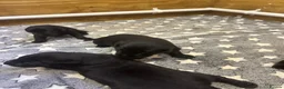 Labrador Retriever dogs for sale: KC Black Lab Male Pups  in Ottery Saint Mary - Advert 6