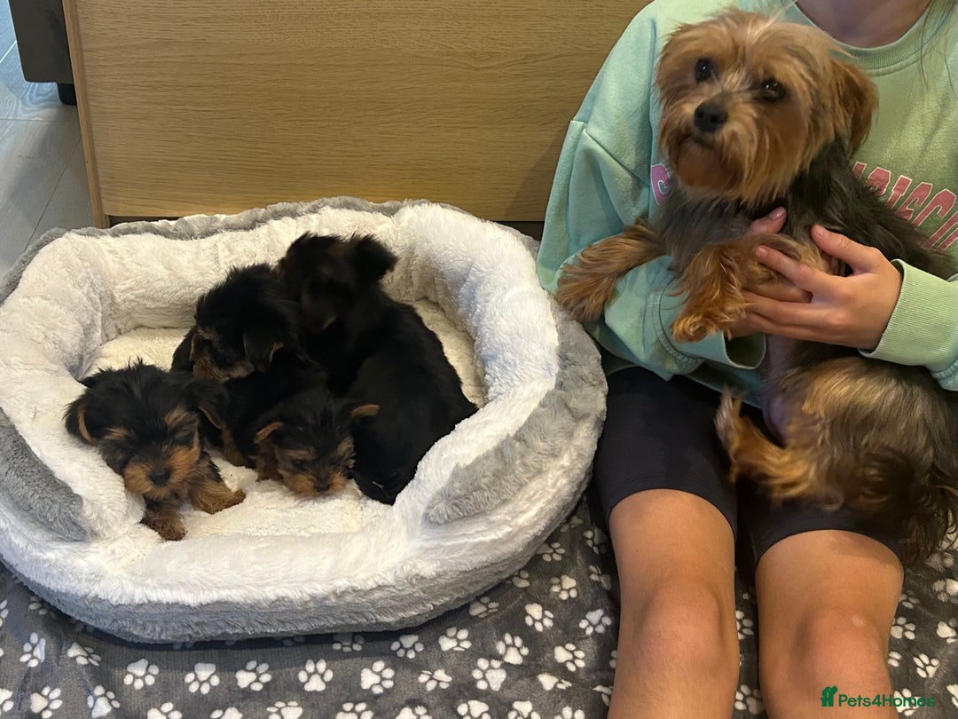 Yorkshire Terrier dogs for sale: Yorkshire terrier  - Image 5