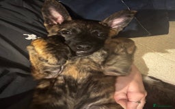 Mixed Breed dogs for sale: Shepherd Mix gorgeous girl for rehoming  - Image 6