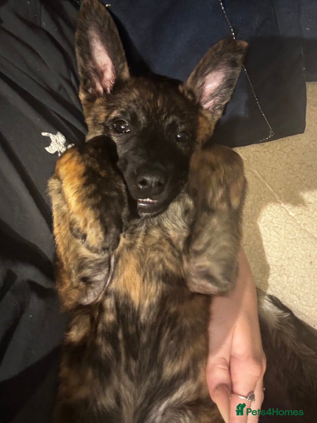 Mixed Breed dogs for sale: Shepherd Mix gorgeous girl for rehoming  - Image 6