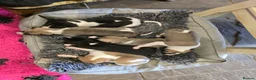 Mixed Breed dogs for sale: Whippet cross whippet lurcher - Advert 15