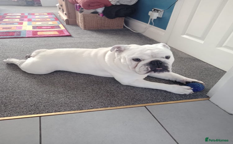 English Bulldog dogs - Advert 15