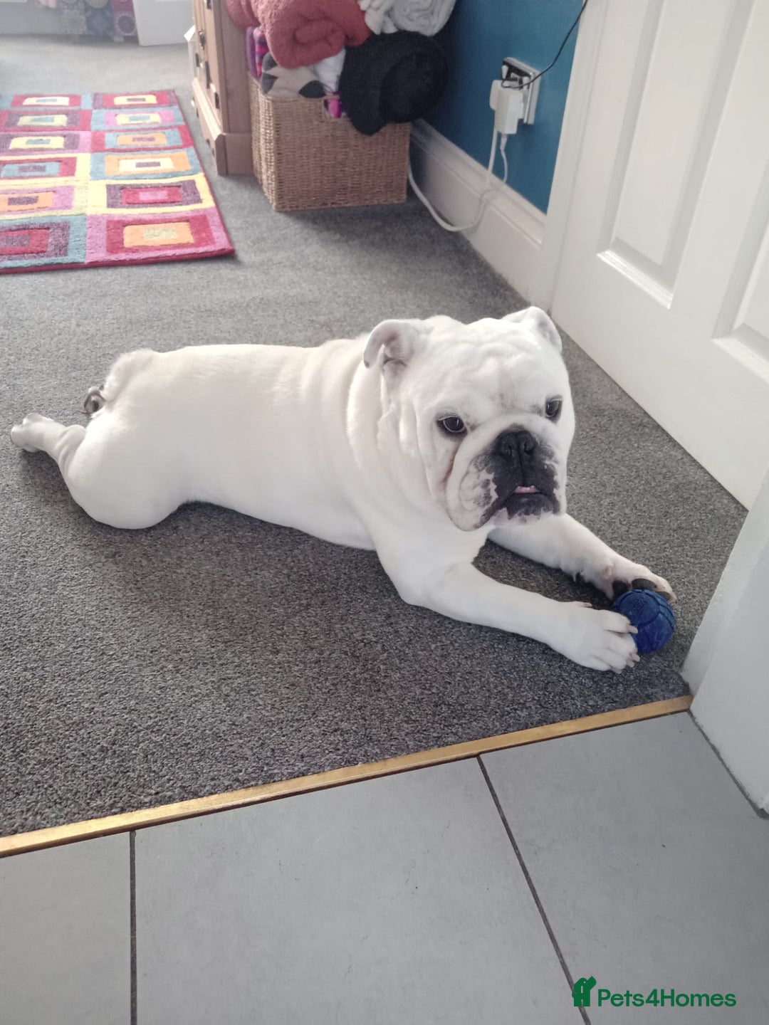 English Bulldog dogs for stud: KC Registered English Bulldog - Image 1