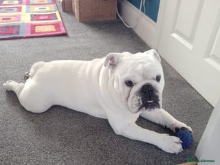 English Bulldog dogs - Advert 19