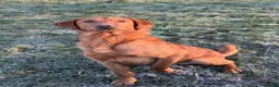 Labrador Retriever dogs for sale: Labrador puppies 4 male 2 female  - Advert 7