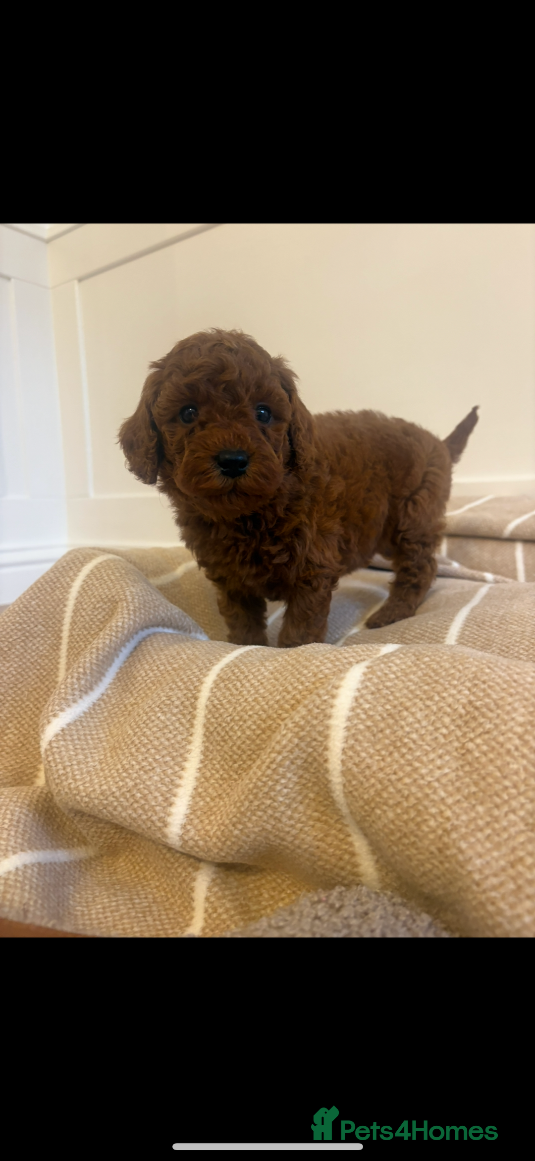 Cavapoo dogs for sale: LICENSED BREEDER QUALITY HEALTH TESTED CAVAPOOS - Advert 15